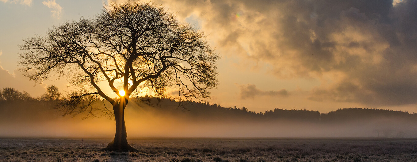 lone-tree-new.jpg